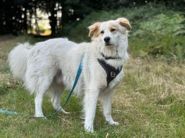 Toby -Kraftpaket + sanftmütiger Schmuser