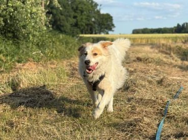 Toby -Kraftpaket + sanftmütiger Schmuser