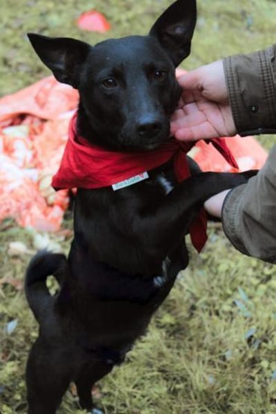 Schmusepfote THEOin 18249 Bernitt