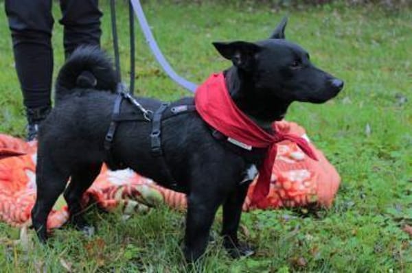 Schmusepfote THEOin 18249 Bernitt