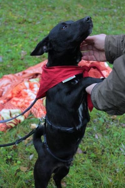 Schmusepfote THEOin 18249 Bernitt