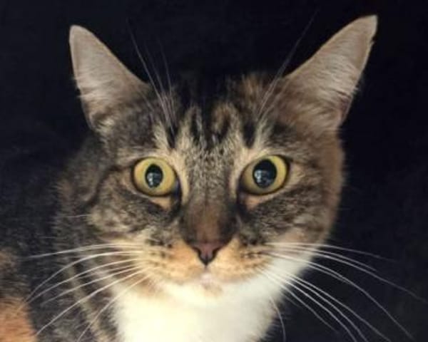 RUBIA-hübsche, sanfte Katzendame