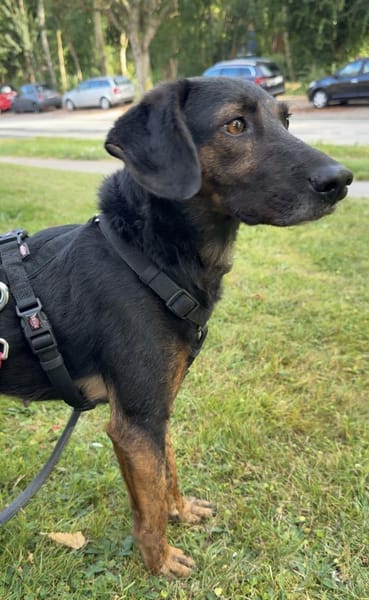 Rea sucht ihre Menschen