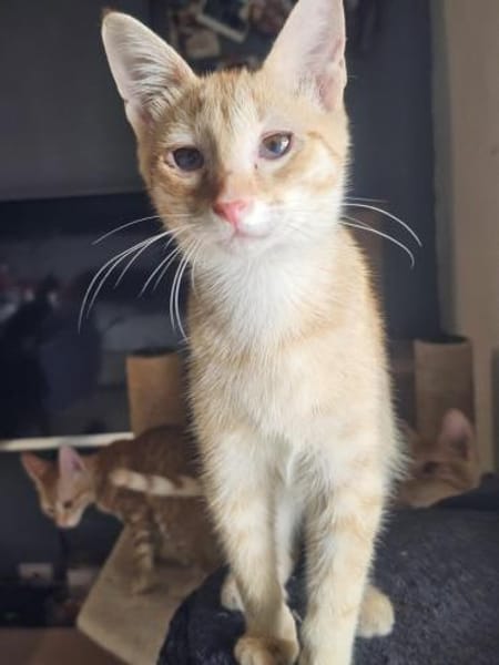 Zuckerschnute Cinnamone