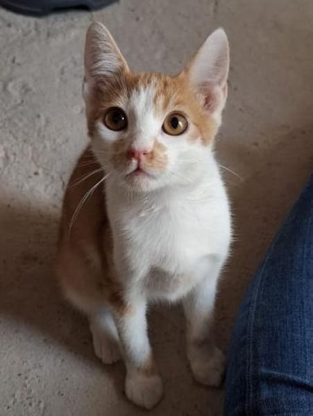 Emil - das bischen Ataxie - na und?