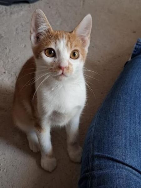 Emil - das bischen Ataxie - na und?