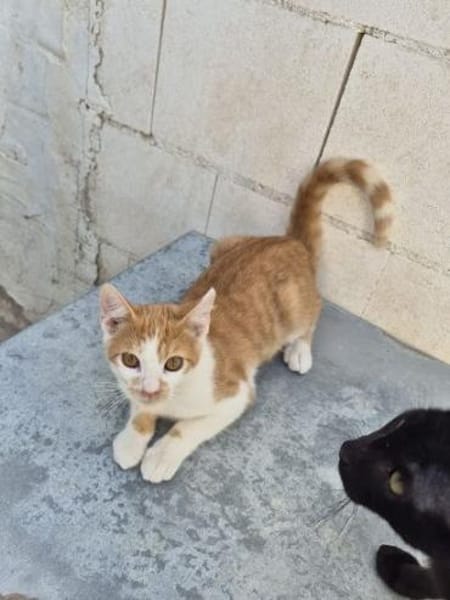 Emil - das bischen Ataxie - na und?