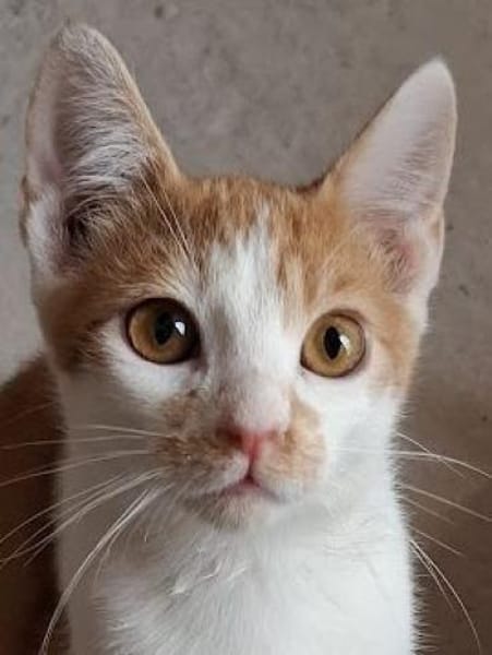 Emil - das bischen Ataxie - na und?