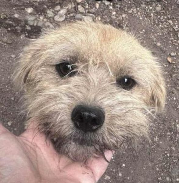 Peggy mit den Knopfaugen sucht Familie