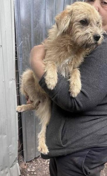 Peggy mit den Knopfaugen sucht Familie