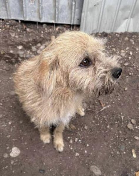 Peggy mit den Knopfaugen sucht Familie