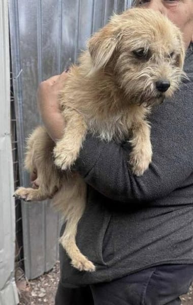 Peggy mit den Knopfaugen sucht Familie