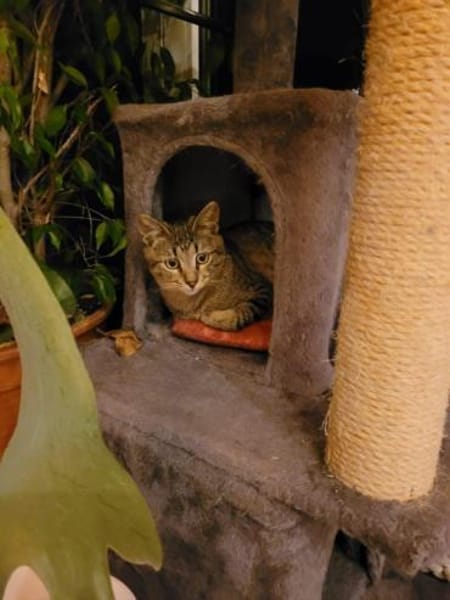 Kater Akari sucht sein Zuhause