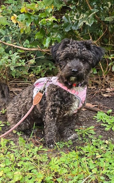 Bibi wartet in Berlin