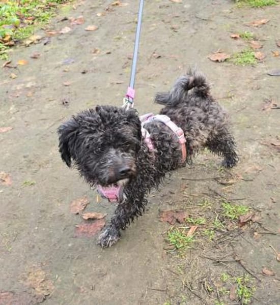 Bibi wartet in Berlin