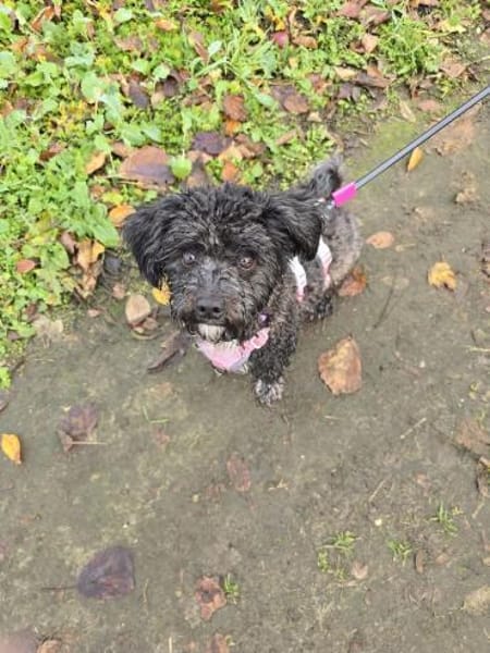 Bibi wartet in Berlin