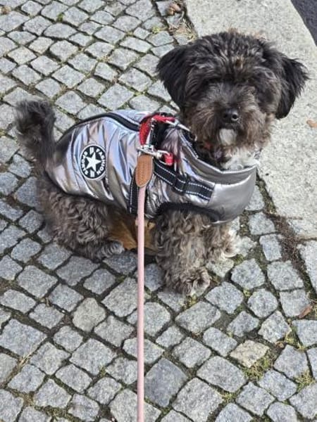 Bibi wartet in Berlin