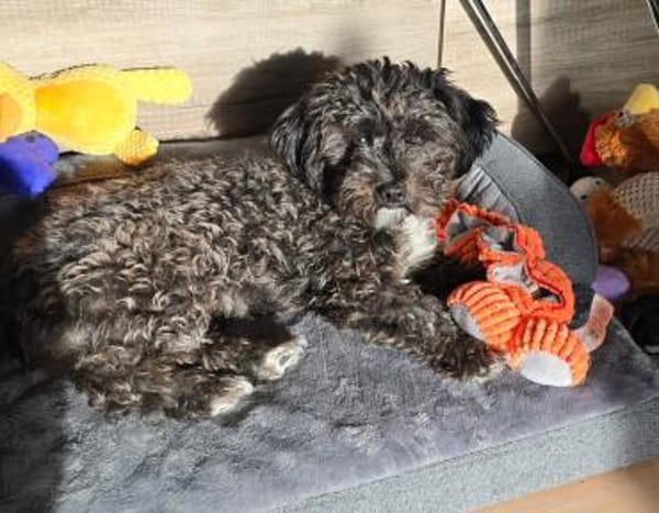 Bibi wartet in Berlin