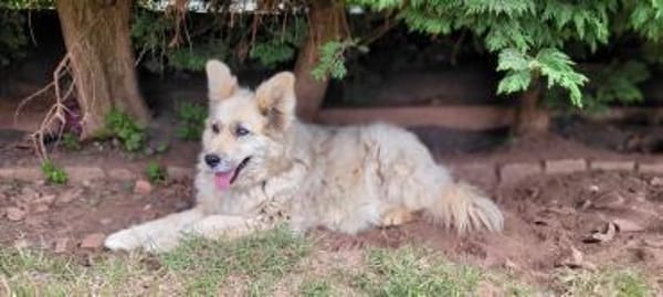 NOTFALL- MASCHA  verliert ihr Zuhause