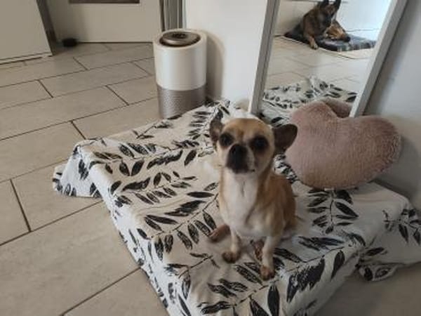 🐶 Murphy  kleiner Chihuahua-Senior