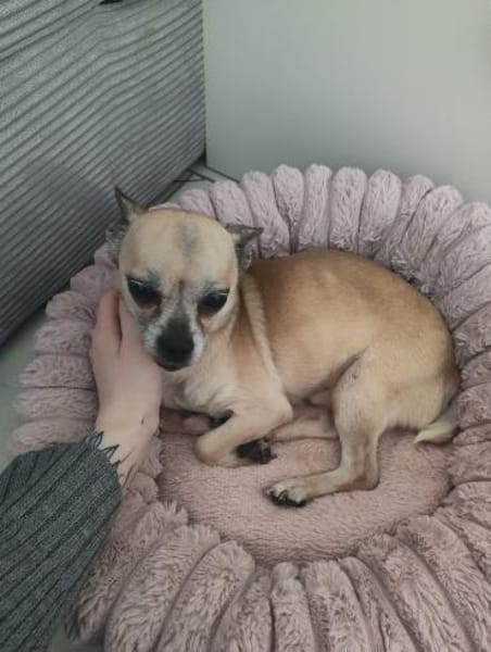 🐶 Murphy  kleiner Chihuahua-Senior