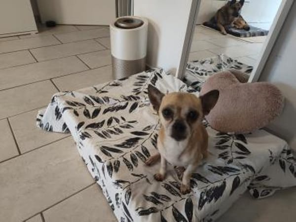 🐶 Murphy  kleiner Chihuahua-Senior