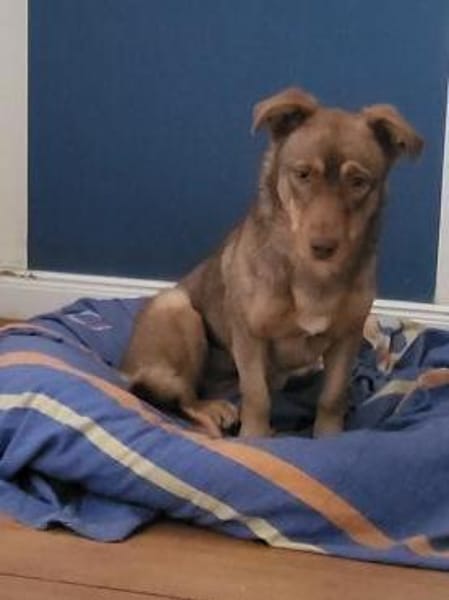 Schokobraune, süße Toffee