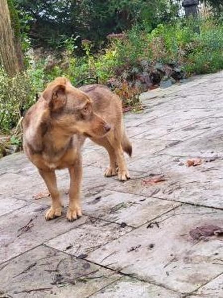 Schokobraune, süße Toffee