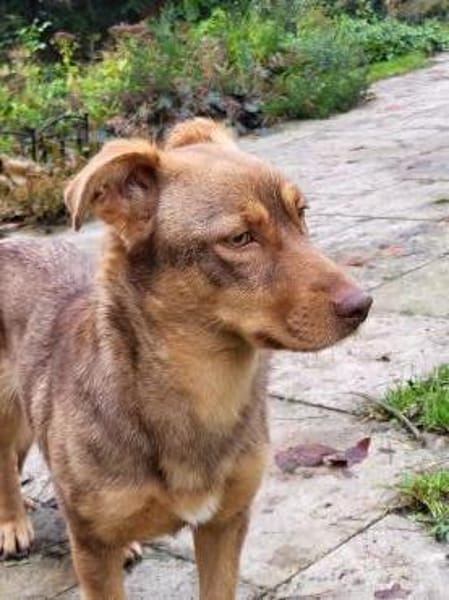 Schokobraune, süße Toffee