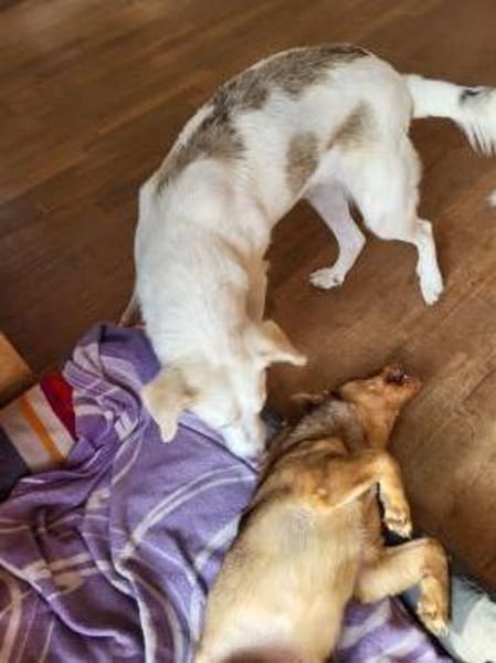 Schokobraune, süße Toffee