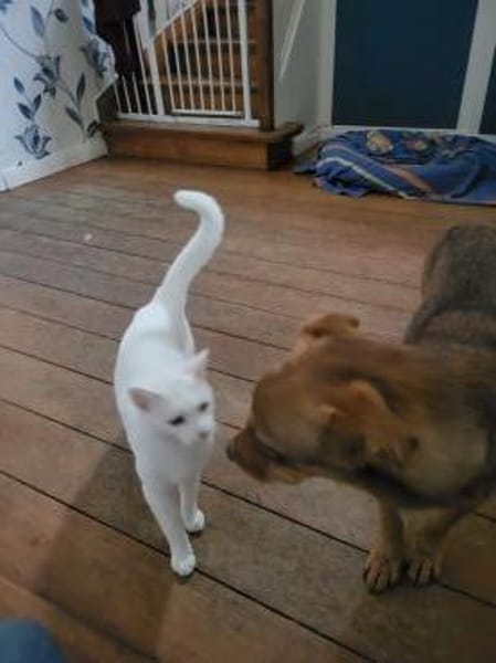 Schokobraune, süße Toffee