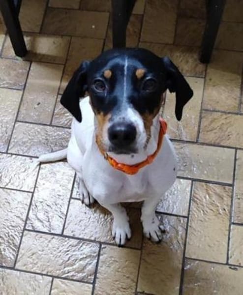 Aida sucht dringend ein neues Zuhause