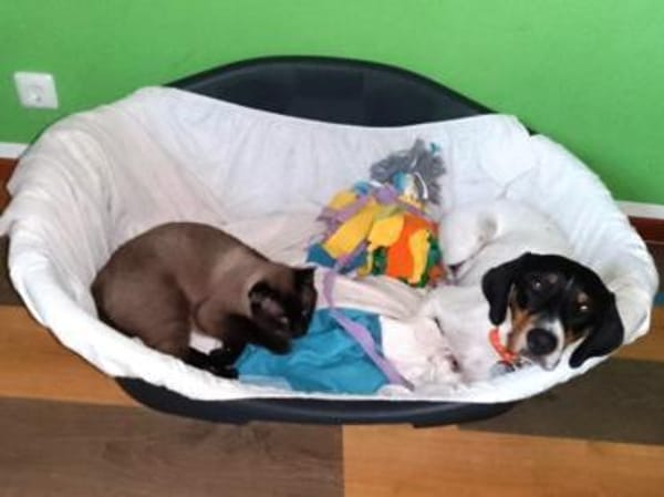 Aida sucht dringend ein neues Zuhause