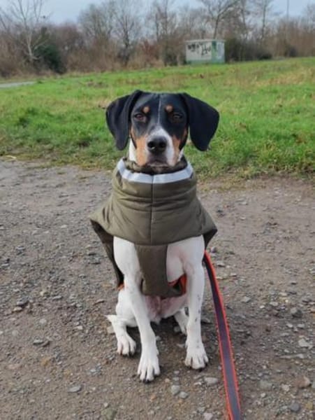 Aida sucht dringend ein neues Zuhause