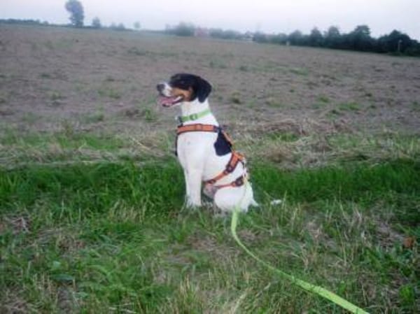 Aida sucht dringend ein neues Zuhause