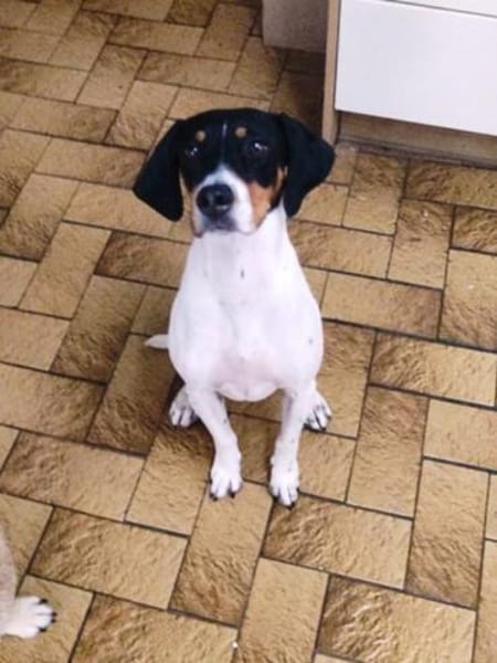 Aida sucht dringend ein neues Zuhause