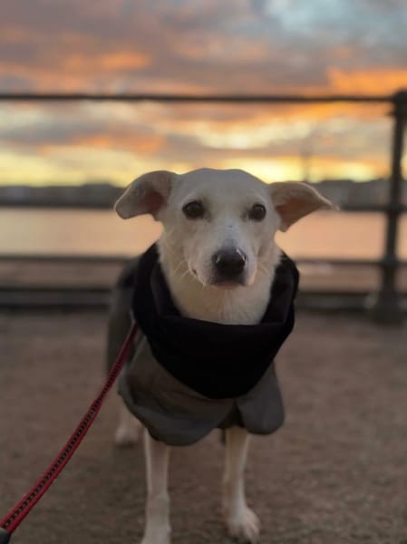 Nika - hat ein großes Herz