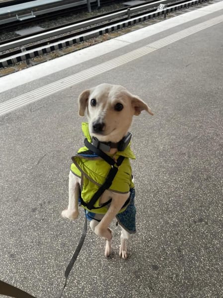 Nika - hat ein großes Herz