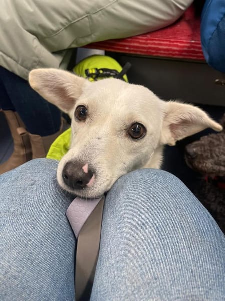 Nika - hat ein großes Herz