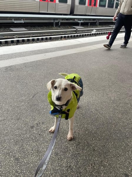 Nika - hat ein großes Herz