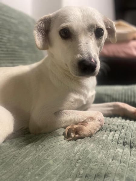 Nika - hat ein großes Herz