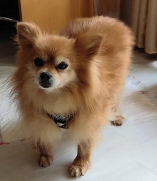 Spitzi Bella in 27619 Schiffdorf #