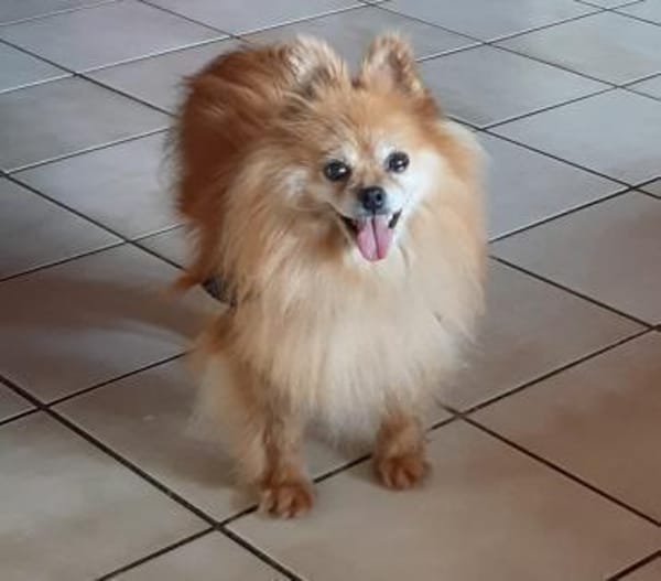 Spitzi Bella in 27619 Schiffdorf #