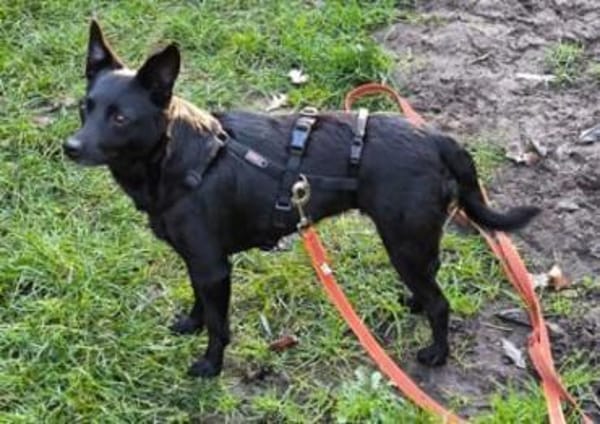 Zora in 90530 Wendelstein