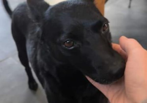 Zora in 90530 Wendelstein