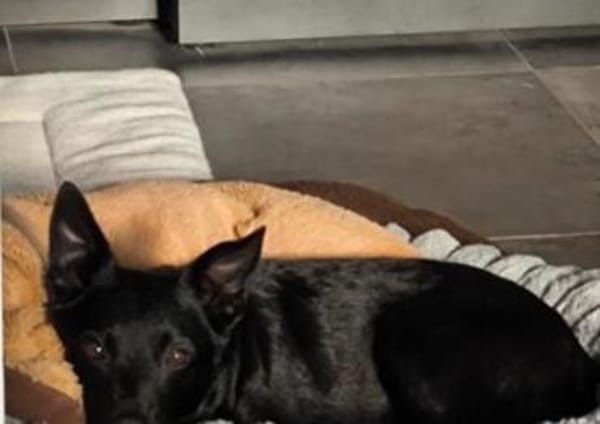 Zora in 90530 Wendelstein