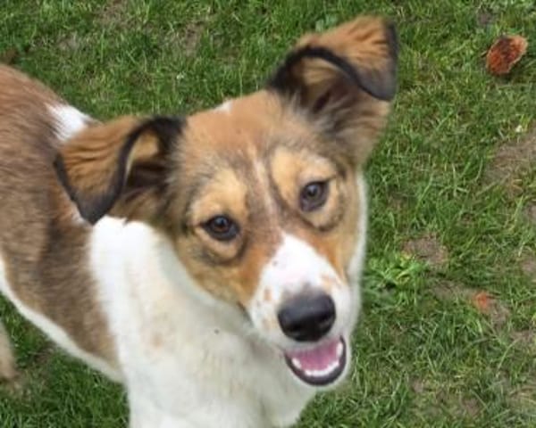 SIDNEY-wunderschöne Jung-Hündin,49 cm