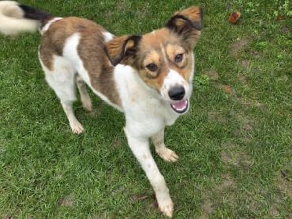 SIDNEY-wunderschöne Jung-Hündin,49 cm