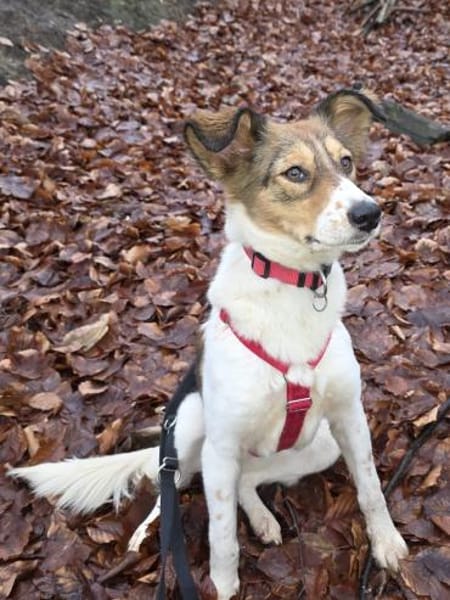 SIDNEY-wunderschöne Jung-Hündin,49 cm