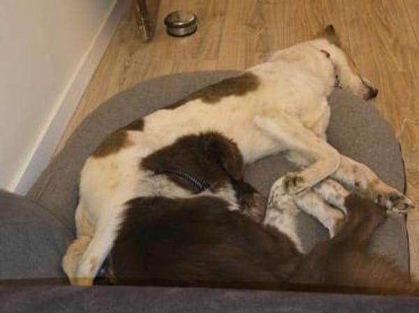 SIDNEY-wunderschöne Jung-Hündin,49 cm